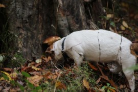 IMG 4547